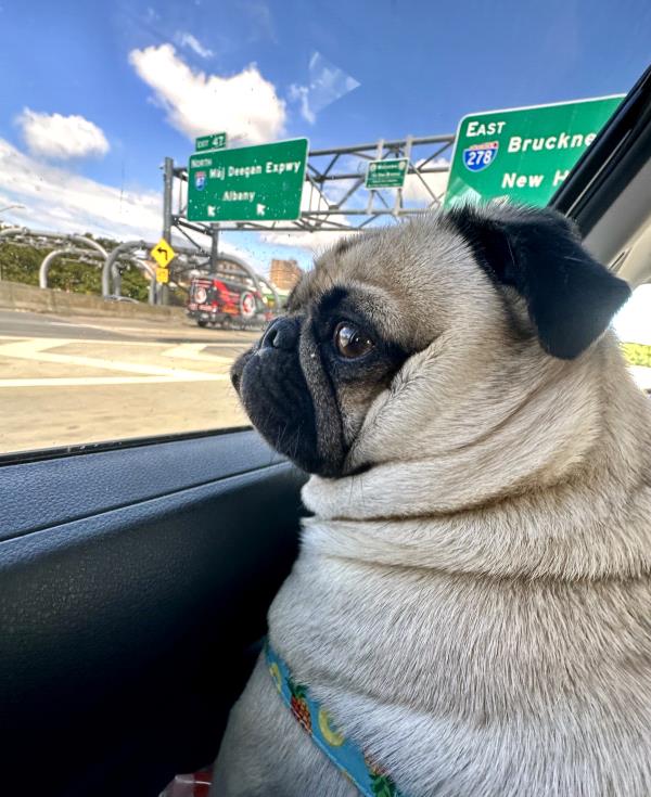 /Images/uploads/PUG NATION RESCUE OF LOS ANGELES/pugnation/entries/32067thumb.jpg